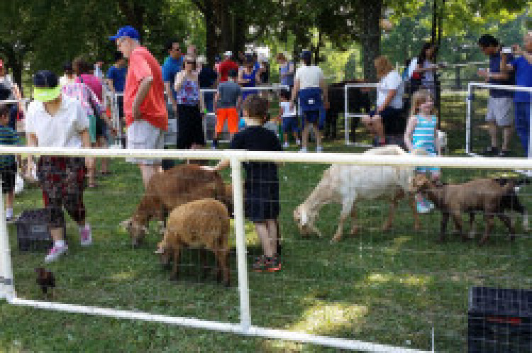 Petting Zoo