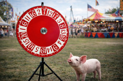 Money Wheel - 3 Foot #20 Wheel